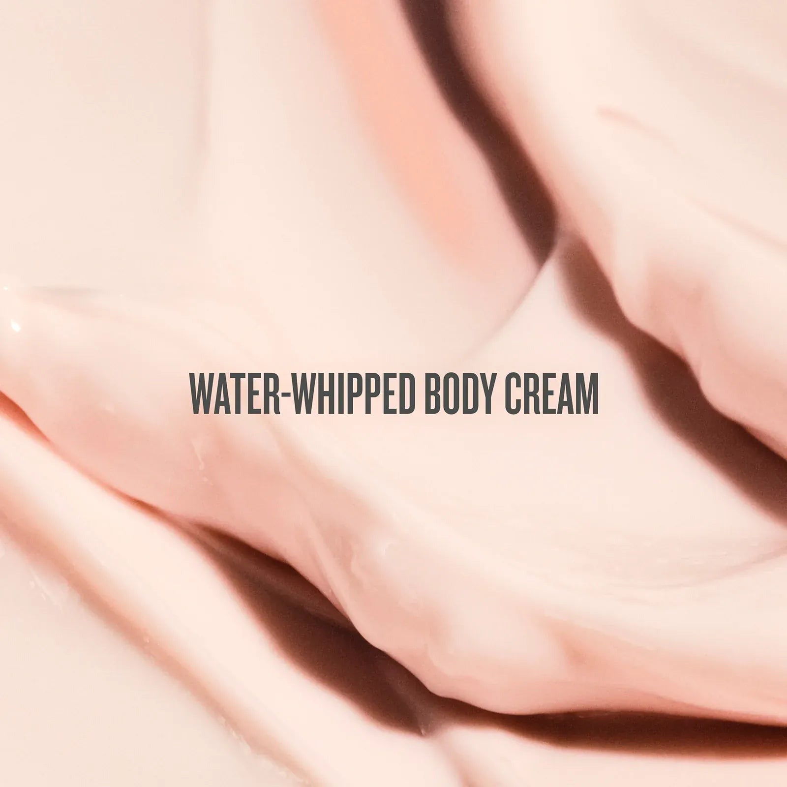 Rosa CharmosaTM Dewy Cream